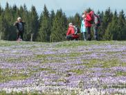 krokus-huendle-april201636